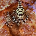 shrimp_coleman_bhr_tam_h_0559_bal6515.jpg